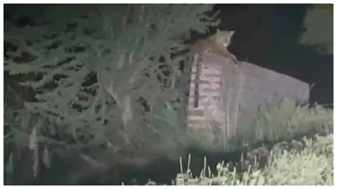 Balrampur News: गांव से 500 मीटर दूर पुलिया पर दिखा तेंदुआ, राहगीरों में मची दहशत Balrampur News: गांव से 500 मीटर दूर पुलिया पर दिखा तेंदुआ, राहगीरों में मची दहशत