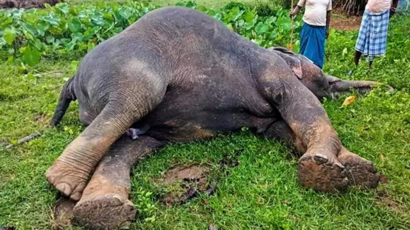 Bandhavgarh Elephant Deaths Bandhavgarh Elephant Deaths