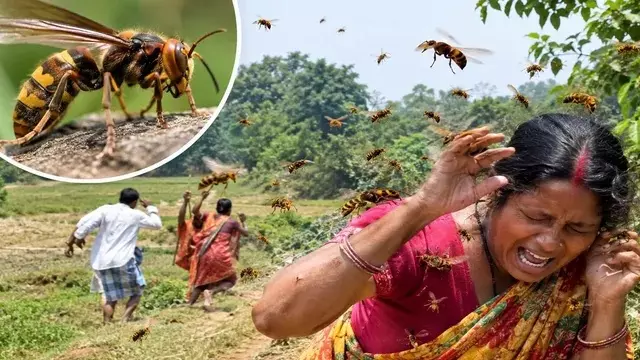 गिरिडीह में बिरनियों का खूनी हमला! एक माह में 5 की मौत,150 से अधिक घायल गिरिडीह में बिरनियों का खूनी हमला! एक माह में 5 की मौत,150 से अधिक घायल