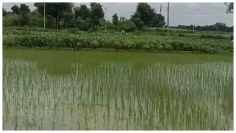 flooding from rain, wall falling; Crops ruined, school-markets closed flooding from rain, wall falling; Crops ruined, school-markets closed