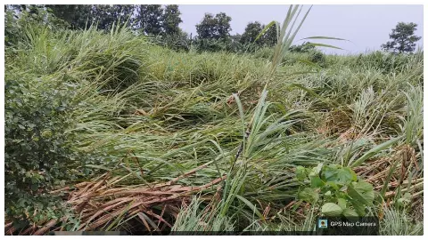 Heavy rainfall and strong winds lead to sugarcane harvest, farmers worried