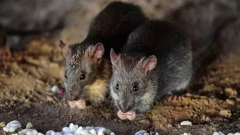 Rat-Free Alberta: Dead Rat Found After 75 Years, Why Is It a Big Concern? Rat-Free Alberta: Dead Rat Found After 75 Years, Why Is It a Big Concern?