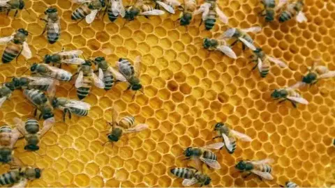 Jharkhand Bee Attack Jharkhand Bee Attack
