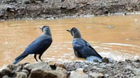 House Crow Decline: Why Are Crows Becoming Less Visible During Pitru Paksha? House Crow Decline: Why Are Crows Becoming Less Visible During Pitru Paksha?