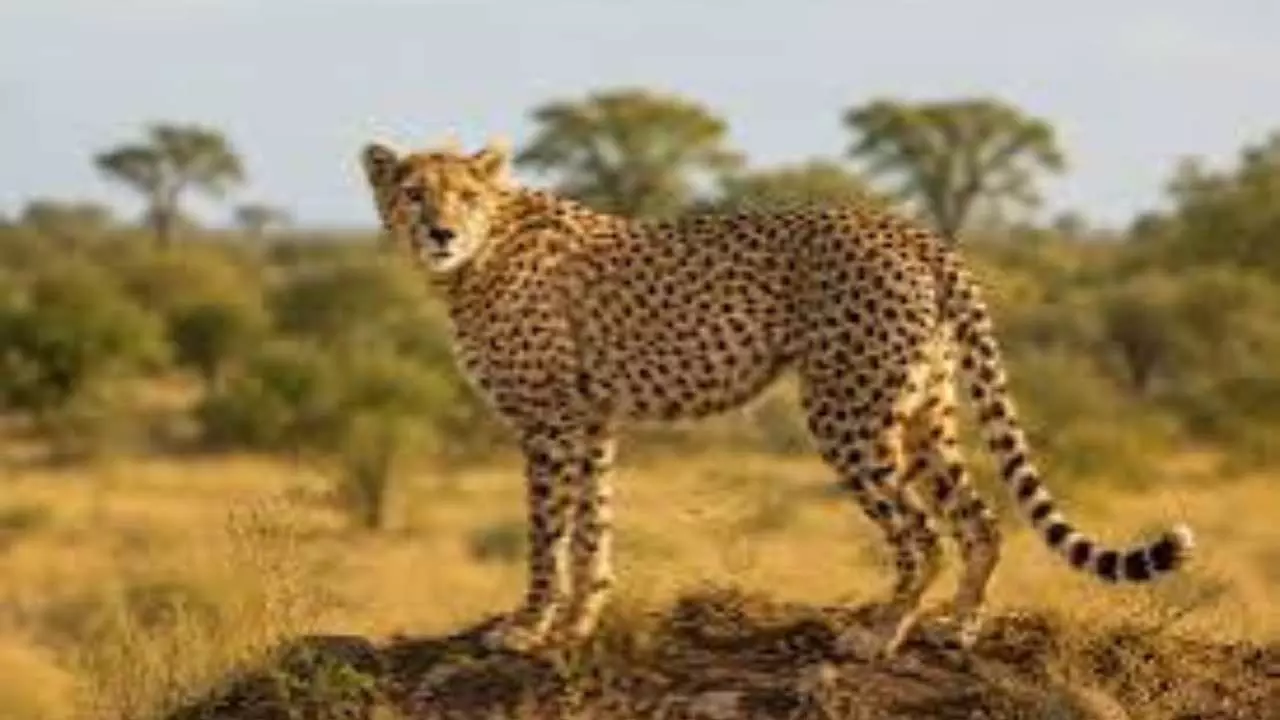 World Tourism Day 2026: Kuno National Park Safari Booking, Timing & Travel Guide World Tourism Day 2026: Kuno National Park Safari Booking, Timing & Travel Guide