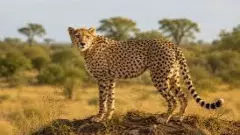 World Tourism Day 2026: Kuno National Park Safari Booking, Timing & Travel Guide World Tourism Day 2026: Kuno National Park Safari Booking, Timing & Travel Guide