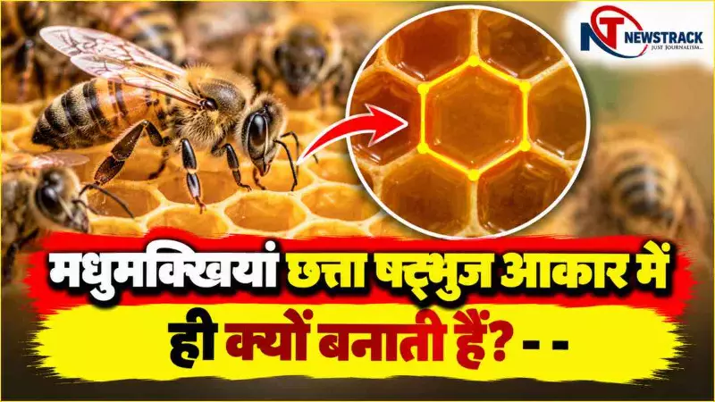Madhumakhi Ke Chatte Ki Jankari Why Bees Build Hexagonal Honeycomb Explained in Hindi Madhumakhi Ke Chatte Ki Jankari Why Bees Build Hexagonal Honeycomb Explained in Hindi
