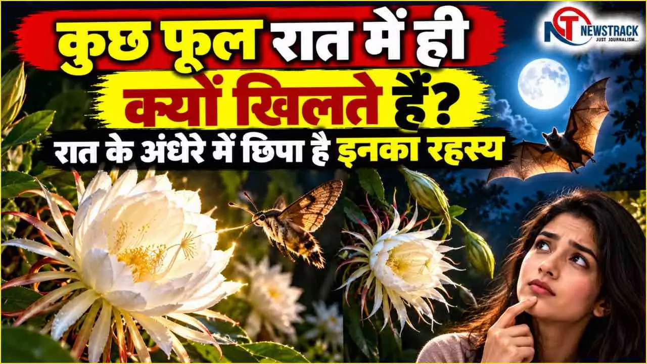 Why Do Flowers Bloom at Night Explained in Hindi