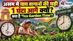 Tea Garden Time Assam Tea Garden Time Explained in Hindi
