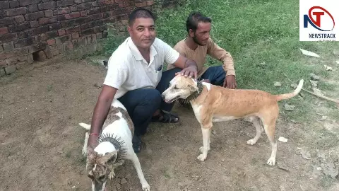 Bijnor News: गुलदार के खौफ में ग्रामीणों का अनोखा जुगाड़, कुत्तों के गले में बांधी कांटेदार बेल्ट Bijnor News: गुलदार के खौफ में ग्रामीणों का अनोखा जुगाड़, कुत्तों के गले में बांधी कांटेदार बेल्ट