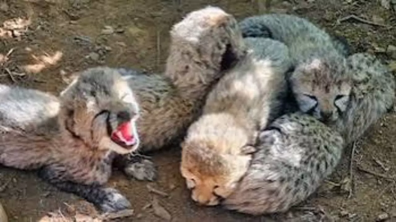 Kuno National Park: 5 Cheetah Cubs Start Botswana Lineage in India