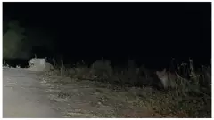 Hapur News: नवादा नहर पुल पर एक साथ दिखे पांच तेंदुए, वीडियो वायरल होने से ग्रामीणों में दहशत