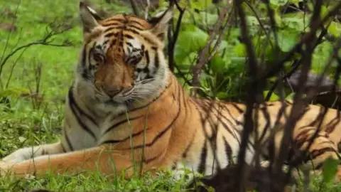 Kanha Tiger Death