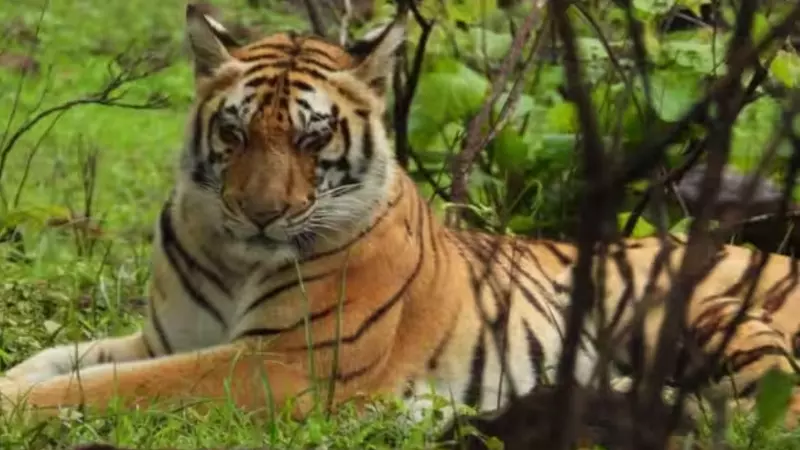 Kanha Tiger Death