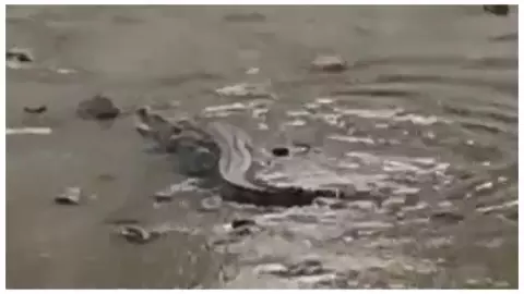 एटा: नहर में पानी कम होने पर दिखा मगरमच्छ, ग्रामीणों में मचा हड़कंप एटा: नहर में पानी कम होने पर दिखा मगरमच्छ, ग्रामीणों में मचा हड़कंप