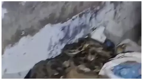 Fatehpur News: गांव में निकला 10 फीट लंबा अजगर, वन विभाग की टीम ने किया रेस्क्यू