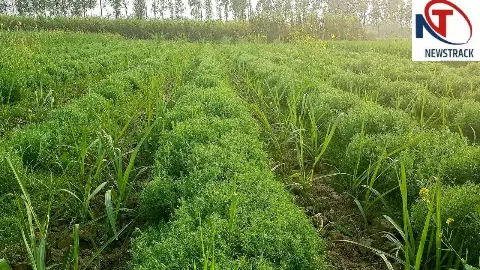 Kushinagar News: गन्ने के साथ मसूर की सहफसली खेती से बढ़ेगी किसानों की आमदनी, मुफ्त मिल रहा बीज