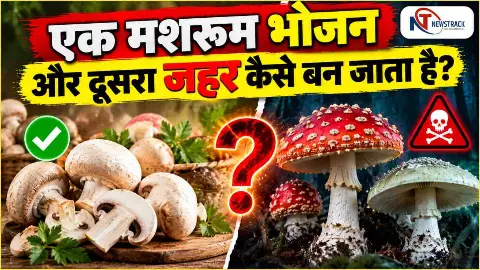 Mushroom Ke Fayde Nuksan in Hindi | Mushroom Benefits and Risks in Hindi Newstrack | Latest Hindi