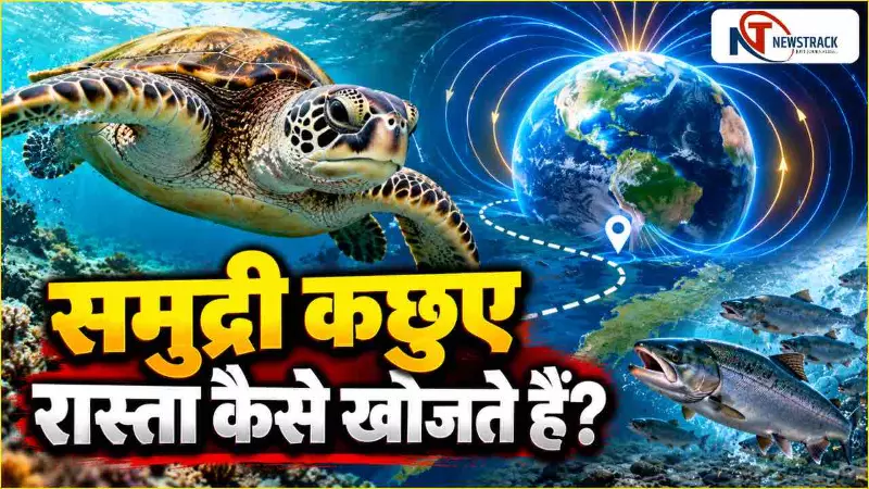 Sea Turtle Navigation Explained in Hindi | Newstrack | Latest Hindi News | Breaking News India Sea Turtle Navigation Explained in Hindi | Newstrack | Latest Hindi News | Breaking News India