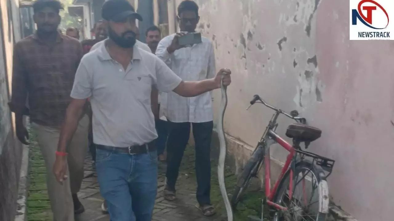Maharajganj News: घर में निकला चार फीट लंबा किंग कोबरा, सर्प रक्षक दिलीप जायसवाल ने किया रेस्क्यू