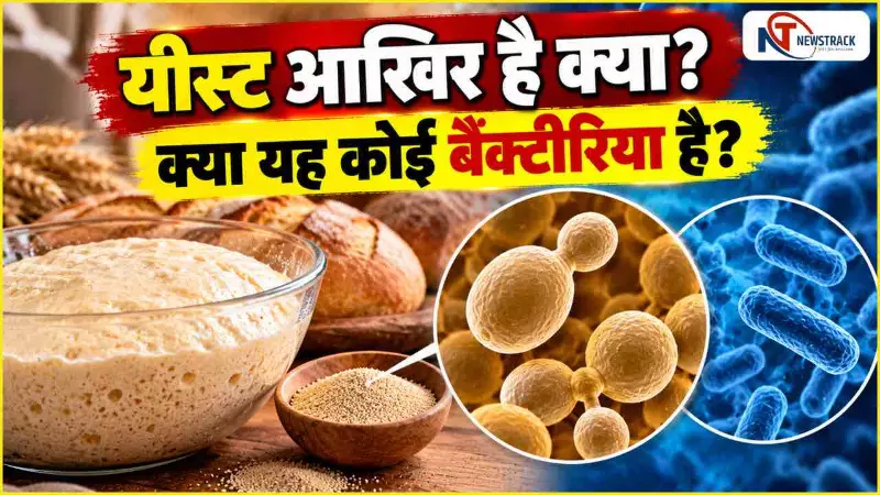 Yeast Khane Ke Fayde Explained in Hindi | Lifestyle Hindi News | Newstrack Hindi News