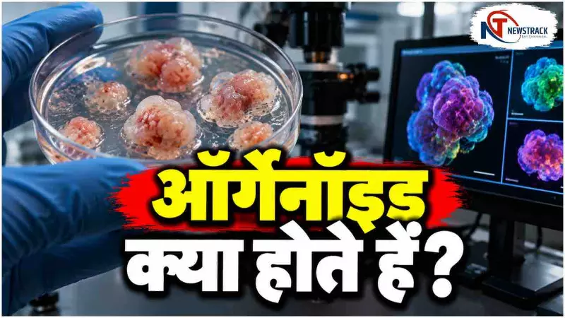What Are Organoids | Organoid Technology | Organoids in Medical Research | Newstrack Hindi News What Are Organoids | Organoid Technology | Organoids in Medical Research | Newstrack Hindi News