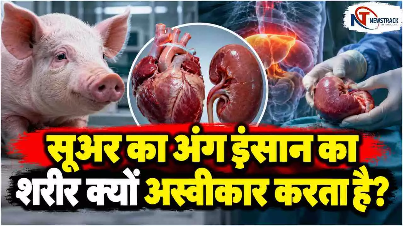 Pig Heart Transplant in Humans | Pig Kidney Transplant | Newstrack Hindi News Pig Heart Transplant in Humans | Pig Kidney Transplant | Newstrack Hindi News