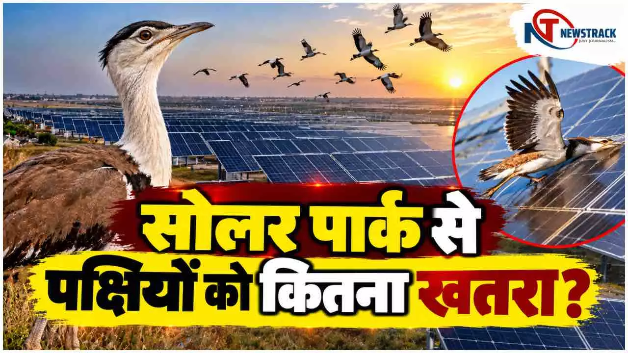 Solar Panels and Birds |Solar Panel Bird Deaths|Solar Energy Environmental Impact | Newstrack