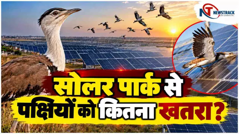 Solar Panels and Birds |Solar Panel Bird Deaths|Solar Energy Environmental Impact | Newstrack