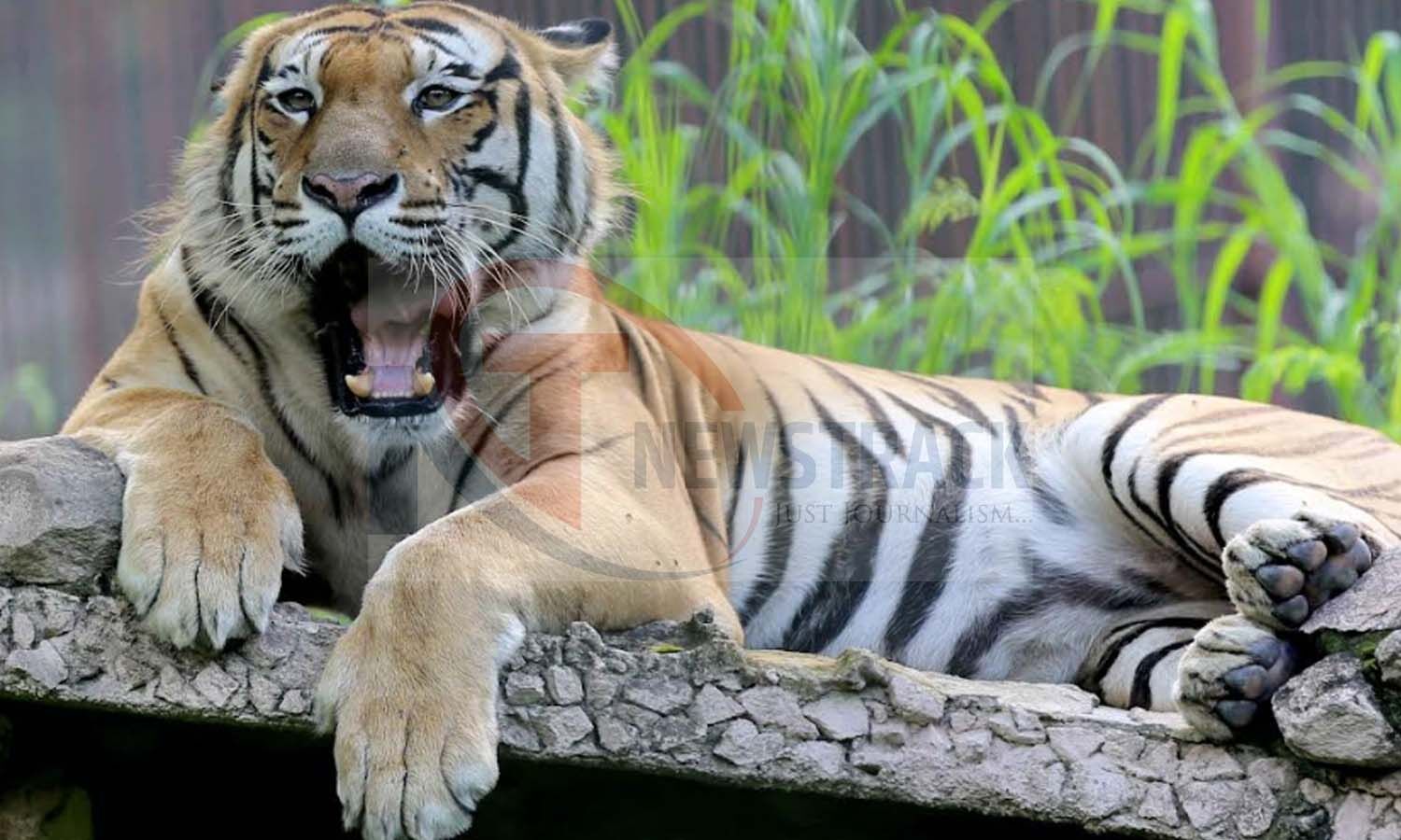 Tigers Death Investigation: दुधवा नेशनल पार्क में बाघों की मौत का मामला, आज जांच करने पहुंचेगी 4 सदस्यीय कमेटी