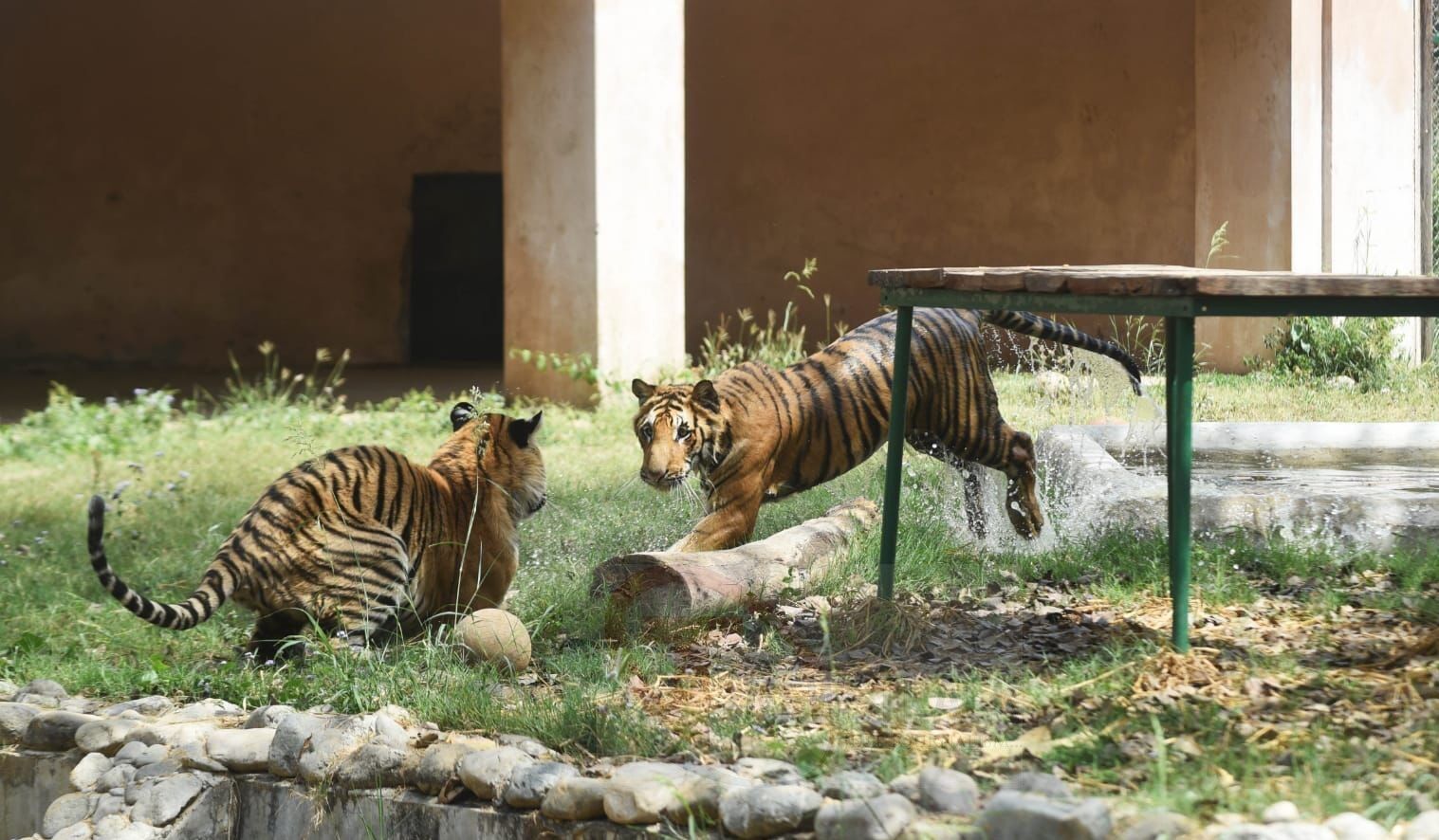 International Tiger Day 2023: दृश्यों से धारियों को न हटाए, जानिये अंतर्राष्ट्रीय बाघ दिवस का इतिहास