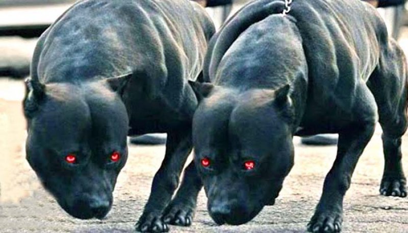 worlds dangerous dogs breeds