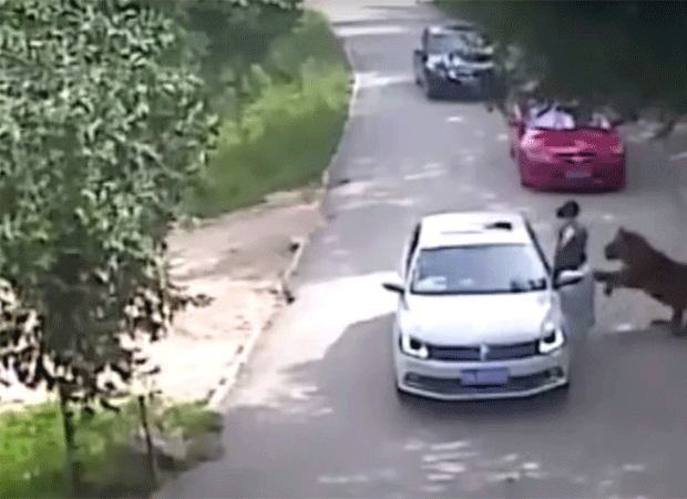 Horrifying Footage Woman Mauled By Tiger In China Zoo Newstrack
