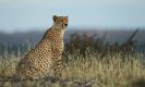 South Africa-India Cheetah Deal: फरवरी में द अफ्रीका से भारत लाए जाएंगे 12 चीते, 8 से 10 वर्षों तक भेजने के लिए समझौता