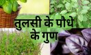 Tulsi Ke Paudhe K Gun : तुलसी का पौधा लगाना नहीं है आसान,थोड़ी से लापरवाही, बिगाड़ देगी आपका काम, जानिए इससे जुड़ी ये सारी बातें