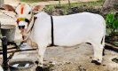 Punganur Cow: बड़े काम की है दो फुट की पुंगनुर गाय
