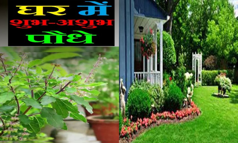 पौधे का वास्तु ज्ञान Paudhe Ka Vastu Gyan : घर में कौन सा पेड़-पौधे ...