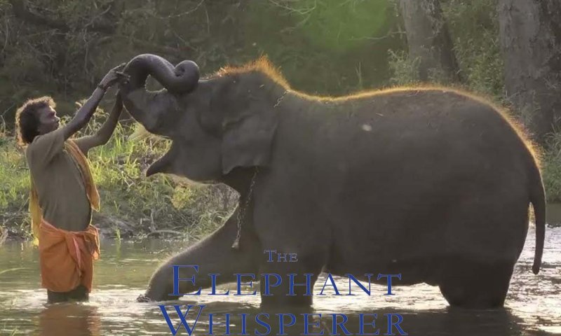 The Elephant Whisperer: द एलीफैंट व्हिस्परर – नायाब है बेली- बोम्मन की कहानी