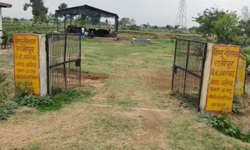 Aligarh news: 30 रुपए में कैसे मिले गाय को डाइट, मौत का घर बनी ये गौशाला