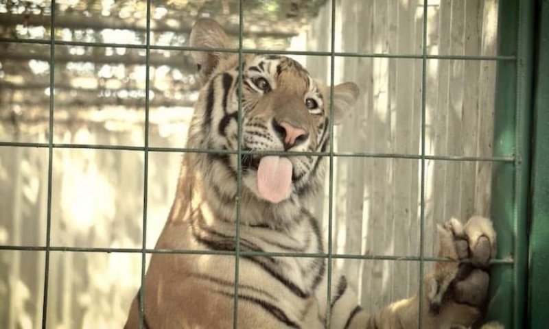 Gujarat: मेक्सिको से 250 शेर-बाघ आ रहे गुजरात, संरक्षण केंद्र में रखने की तैयारी