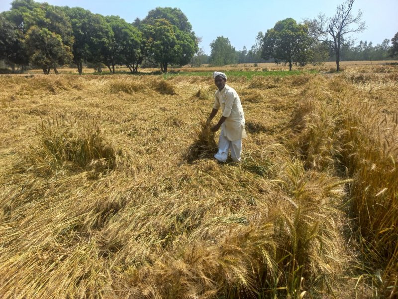 Hardoi News: बिन-मौसम बारिश ने किसानों पर बरपाया कहर, फसलों की दशा देख निकल पड़े आंसू