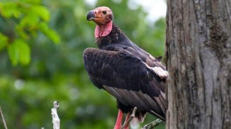 Endangered Vulture Spotted: दुधवा में मिली विलुप्त हो रहे गिद्धों की दुर्लभ प्रजाति
