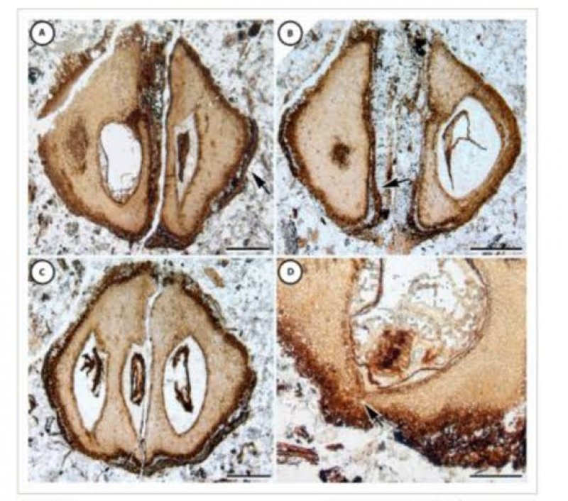 Mahogany Fossil Research: भारत में भी हुआ करते थे महोगनी, जीवाश्म शोध हुआ ये बड़ा खुलासा