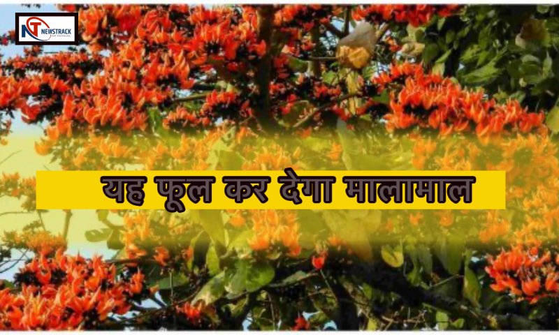 Palash Flower Farming: यह फूल कर देगा मालामाल, करें एक बार खेती पाएं 40 साल तक बंबर लाभ