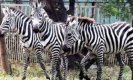 Zebra death in Zoo: फेन्सिंग की बाड़ से ढाई वर्षीय मादा जेब्रा की मौत, अब बची इतनी संख्या