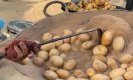Farrukhabad Famous Bhuna Aloo: रेत में पकाकर इस तरह तैयार किया जाता है आलू कि दूर-दूर से स्वाद चखने आते हैं लोग