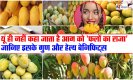 Mango Health Benefits: यूं ही नहीं कहा जाता है आम को 'फलों का राजा', जानिए इसके गुण और हेल्थ बेनिफिट्स