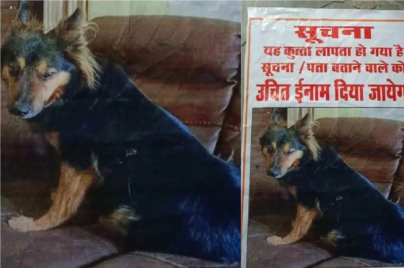 वाह कानून व्यवस्था! IAS अधिकारी का पालतू कुत्ता हुआ लापता तो पोस्टर से रंग गईं शहर की दीवारें, चप्पे-चप्पे पर पुलिस