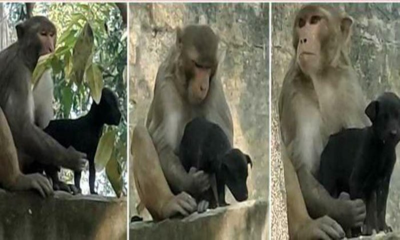 Hardoi News: बंदर बन गया कुत्ते के बच्चे की माँ, फोटो ही नहीं कहानी भी जीत लेगी आपका दिल