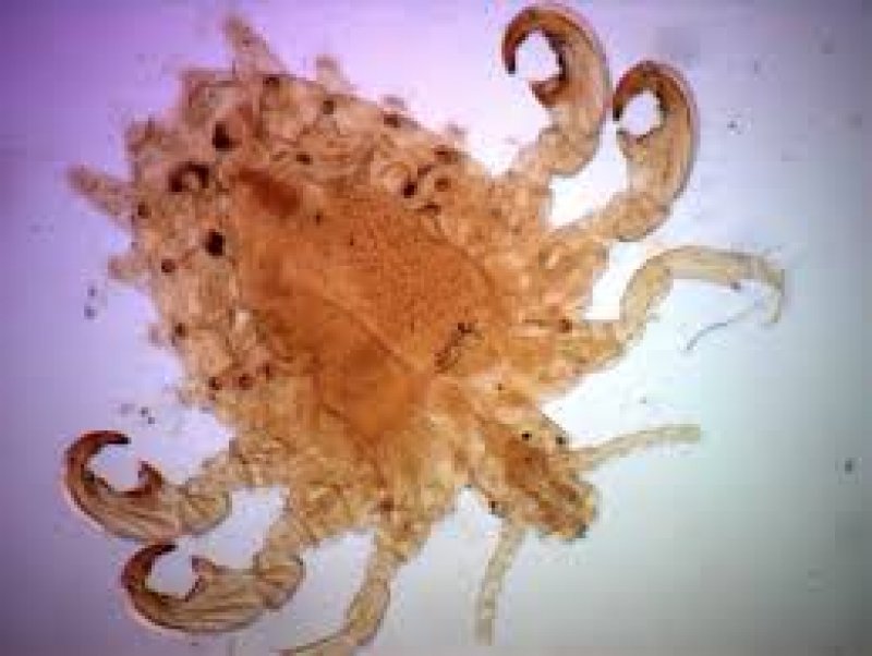 Pubic Lice: कहीं आपके गुप्तांग में जूँ तो नहीं, इन संकेतों से पहचानिये, जानिये इससे कैसे छुटकारा पाएं Pubic Lice: कहीं आपके गुप्तांग में जूँ तो नहीं, इन संकेतों से पहचानिये, जानिये इससे कैसे छुटकारा पाएं